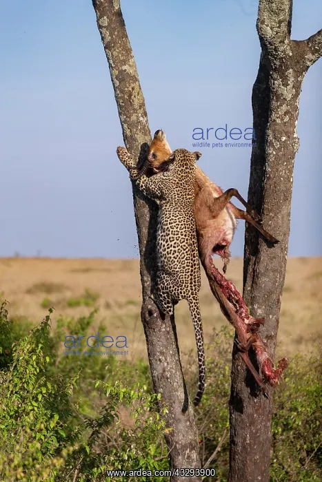  : Afrique, Afrique de l'Est, Kenya, Reserve nationale du Masai