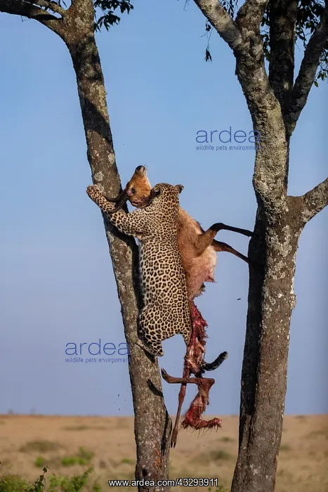 : Afrique, Afrique de l'Est, Kenya, Reserve nationale du Masai : Afrique, Afrique de l'Est, Kenya, Reserve nationale du Masai