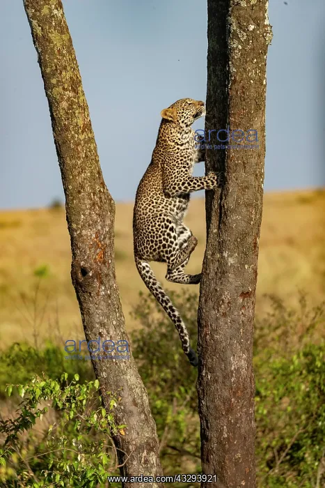 : Afrique, Afrique de l'Est, Kenya, Reserve nationale du Masai : Afrique, Afrique de l'Est, Kenya, Reserve nationale du Masai