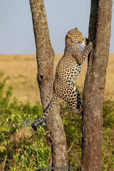 : Afrique, Afrique de l'Est, Kenya, Reserve nationale du Masai : Afrique, Afrique de l'Est, Kenya, Reserve nationale du Masai