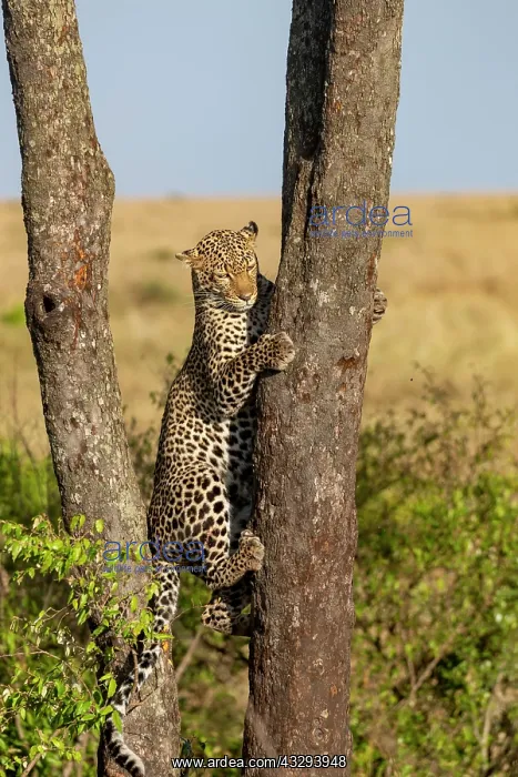 : Afrique, Afrique de l'Est, Kenya, Reserve nationale du Masai : Afrique, Afrique de l'Est, Kenya, Reserve nationale du Masai