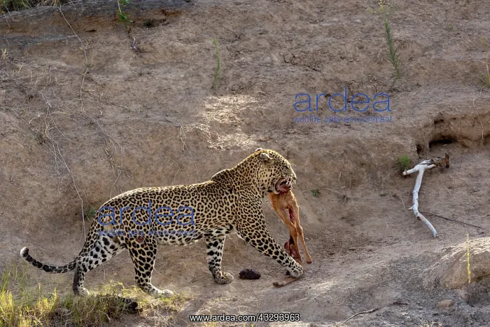 : Afrique, Afrique de l'Est, Kenya, Reserve nationale du Masai : Afrique, Afrique de l'Est, Kenya, Reserve nationale du Masai