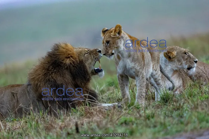 : Afrique, Afrique de l'Est, Kenya, Reserve nationale du Masai : Afrique, Afrique de l'Est, Kenya, Reserve nationale du Masai