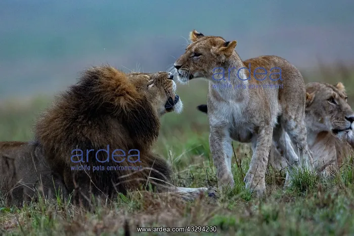 : Afrique, Afrique de l'Est, Kenya, Reserve nationale du Masai : Afrique, Afrique de l'Est, Kenya, Reserve nationale du Masai