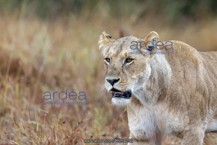 : Afrique, Afrique de l'Est, Kenya, Reserve nationale du Masai : Afrique, Afrique de l'Est, Kenya, Reserve nationale du Masai