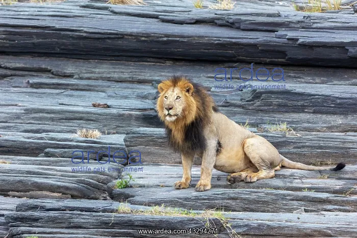 : Afrique, Afrique de l'Est, Kenya, Reserve nationale du Masai : Afrique, Afrique de l'Est, Kenya, Reserve nationale du Masai