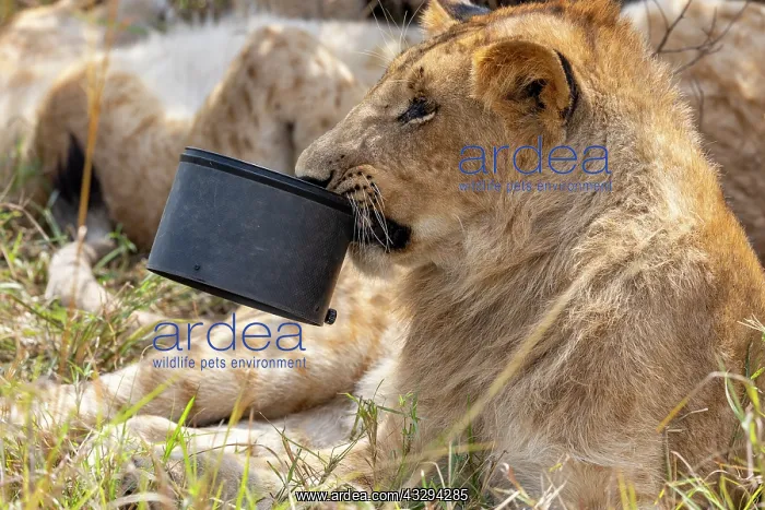 : Afrique, Afrique de l'Est, Kenya, Reserve nationale du Masai : Afrique, Afrique de l'Est, Kenya, Reserve nationale du Masai