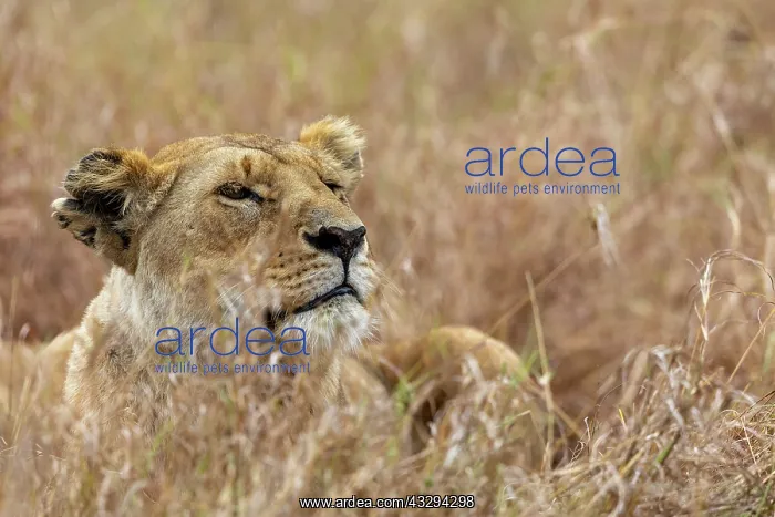 : Afrique, Afrique de l'Est, Kenya, Reserve nationale du Masai : Afrique, Afrique de l'Est, Kenya, Reserve nationale du Masai