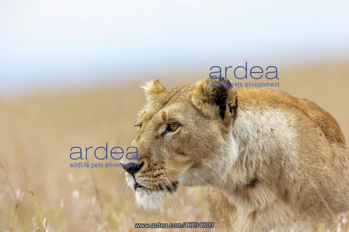 : Afrique, Afrique de l'Est, Kenya, Reserve nationale du Masai : Afrique, Afrique de l'Est, Kenya, Reserve nationale du Masai