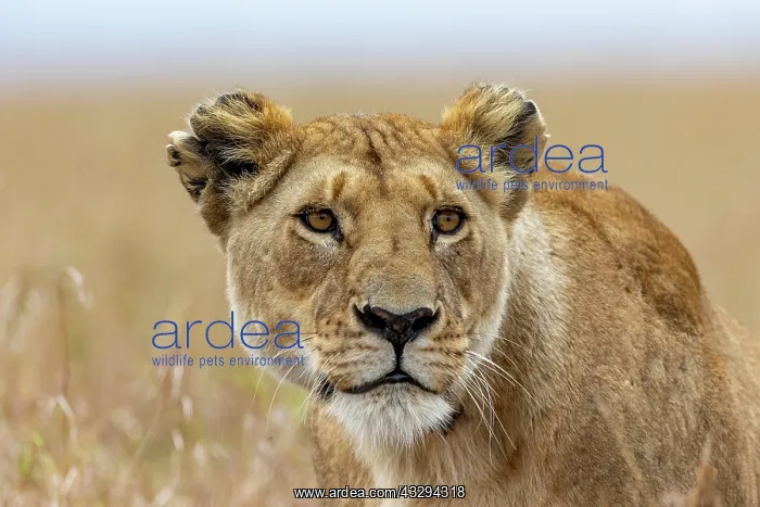 : Afrique, Afrique de l'Est, Kenya, Reserve nationale du Masai : Afrique, Afrique de l'Est, Kenya, Reserve nationale du Masai