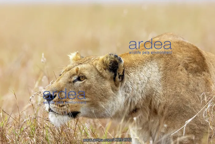 : Afrique, Afrique de l'Est, Kenya, Reserve nationale du Masai : Afrique, Afrique de l'Est, Kenya, Reserve nationale du Masai