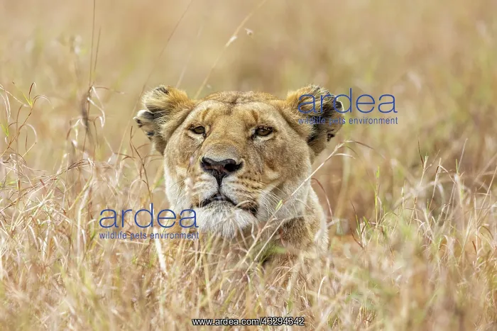 : Afrique, Afrique de l'Est, Kenya, Reserve nationale du Masai : Afrique, Afrique de l'Est, Kenya, Reserve nationale du Masai