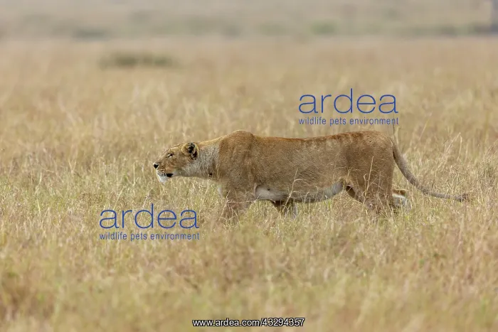 : Afrique, Afrique de l'Est, Kenya, Reserve nationale du Masai : Afrique, Afrique de l'Est, Kenya, Reserve nationale du Masai