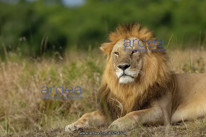 : Afrique, Afrique de l'Est, Kenya, Reserve nationale du Masai : Afrique, Afrique de l'Est, Kenya, Reserve nationale du Masai