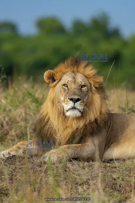 : Afrique, Afrique de l'Est, Kenya, Reserve nationale du Masai : Afrique, Afrique de l'Est, Kenya, Reserve nationale du Masai