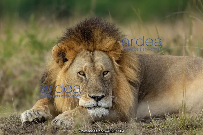 : Afrique, Afrique de l'Est, Kenya, Reserve nationale du Masai : Afrique, Afrique de l'Est, Kenya, Reserve nationale du Masai