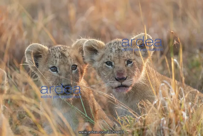 : Afrique, Afrique de l'Est, Kenya, Reserve nationale du Masai : Afrique, Afrique de l'Est, Kenya, Reserve nationale du Masai