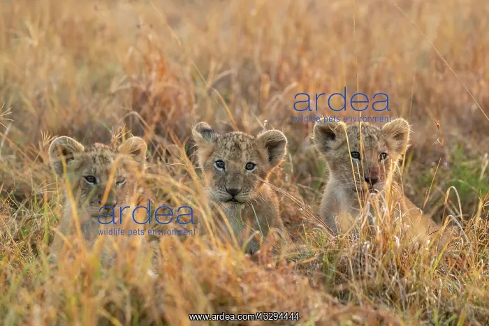 : Afrique, Afrique de l'Est, Kenya, Reserve nationale du Masai : Afrique, Afrique de l'Est, Kenya, Reserve nationale du Masai