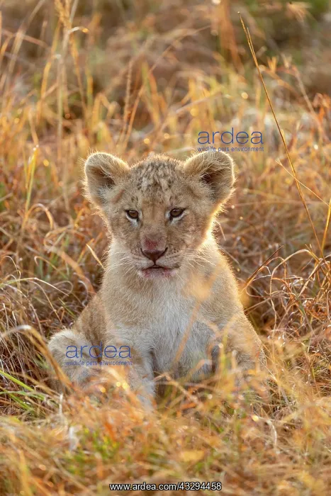 : Afrique, Afrique de l'Est, Kenya, Reserve nationale du Masai : Afrique, Afrique de l'Est, Kenya, Reserve nationale du Masai