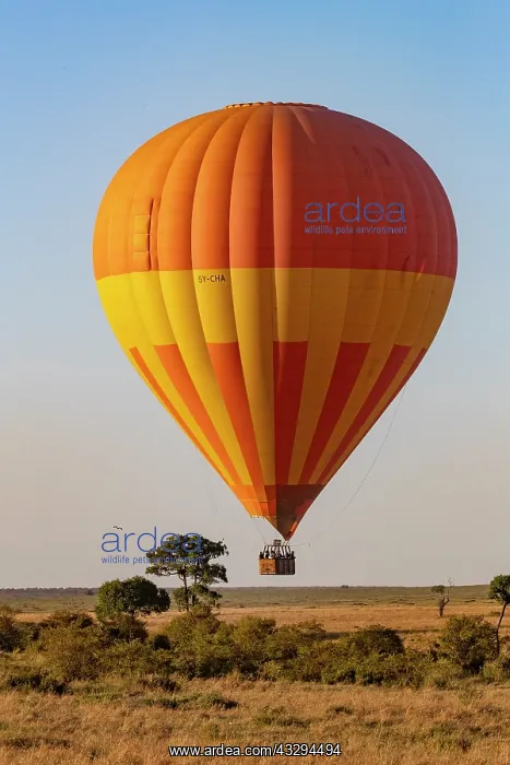 : Afrique, Afrique de l'Est, Kenya, Reserve nationale du Masai : Afrique, Afrique de l'Est, Kenya, Reserve nationale du Masai