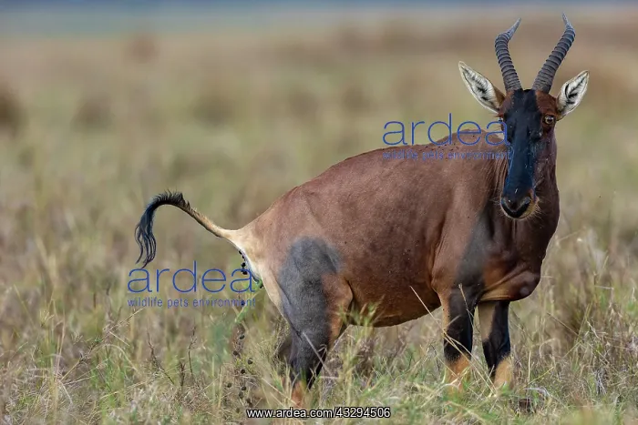 : Afrique, Afrique de l'Est, Kenya, Reserve nationale du Masai : Afrique, Afrique de l'Est, Kenya, Reserve nationale du Masai
