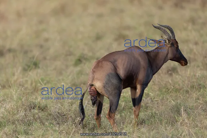 : Afrique, Afrique de l'Est, Kenya, Reserve nationale du Masai : Afrique, Afrique de l'Est, Kenya, Reserve nationale du Masai