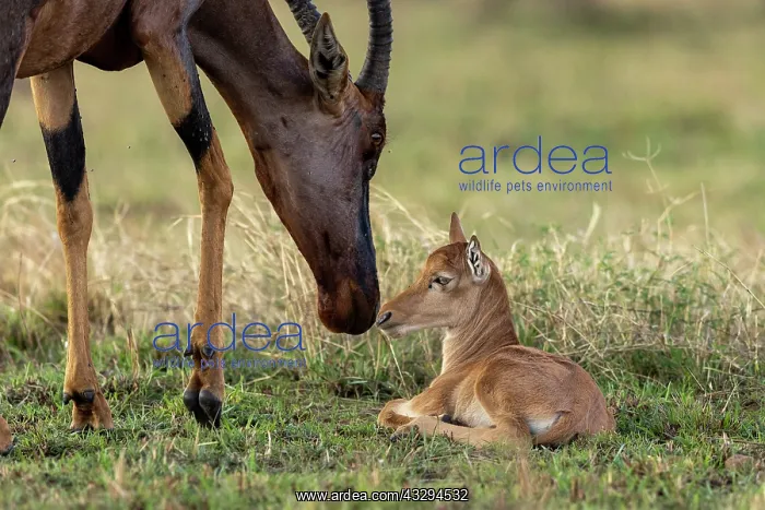 : Afrique, Afrique de l'Est, Kenya, Reserve nationale du Masai : Afrique, Afrique de l'Est, Kenya, Reserve nationale du Masai