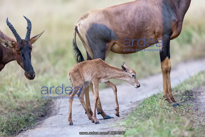 : Afrique, Afrique de l'Est, Kenya, Reserve nationale du Masai : Afrique, Afrique de l'Est, Kenya, Reserve nationale du Masai
