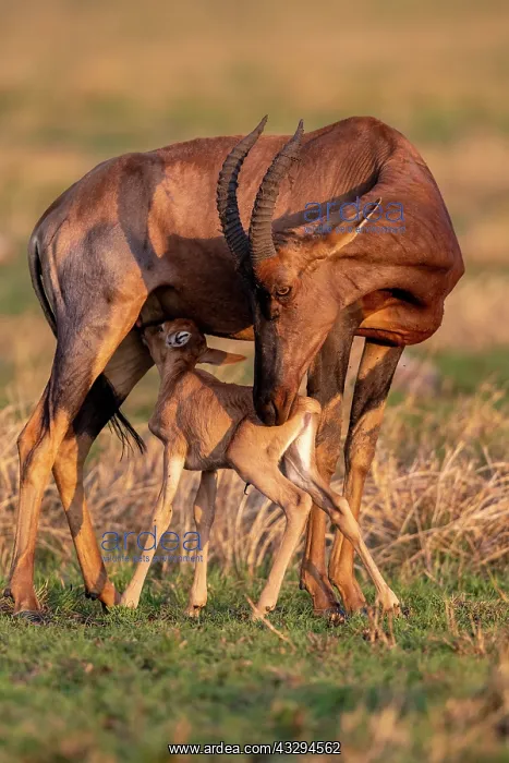 : Afrique, Afrique de l'Est, Kenya, Reserve nationale du Masai : Afrique, Afrique de l'Est, Kenya, Reserve nationale du Masai
