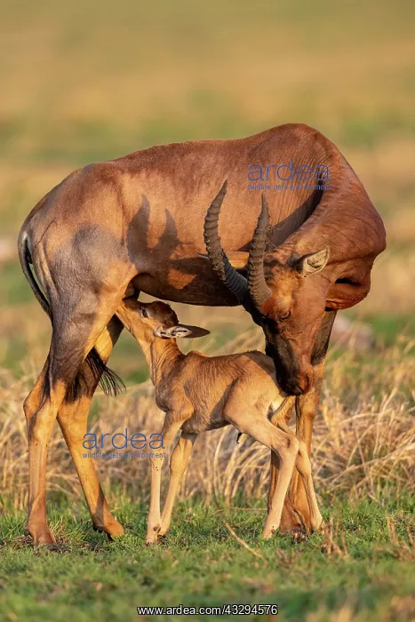  : Afrique, Afrique de l'Est, Kenya, Reserve nationale du Masai