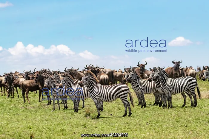 : Afrique, Afrique de l'Est, Kenya, Reserve nationale du Masai : Afrique, Afrique de l'Est, Kenya, Reserve nationale du Masai