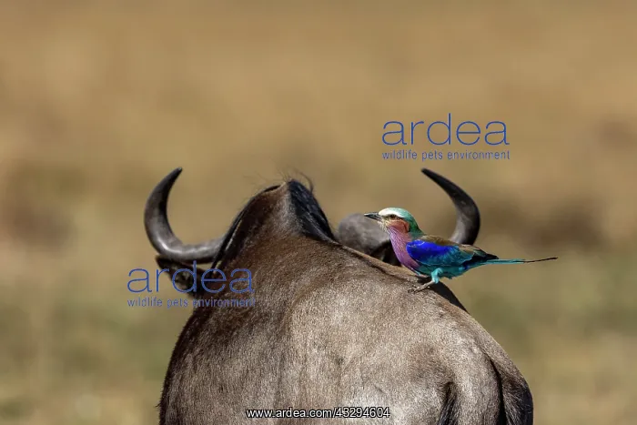 : Afrique, Afrique de l'Est, Kenya, Reserve nationale du Masai : Afrique, Afrique de l'Est, Kenya, Reserve nationale du Masai