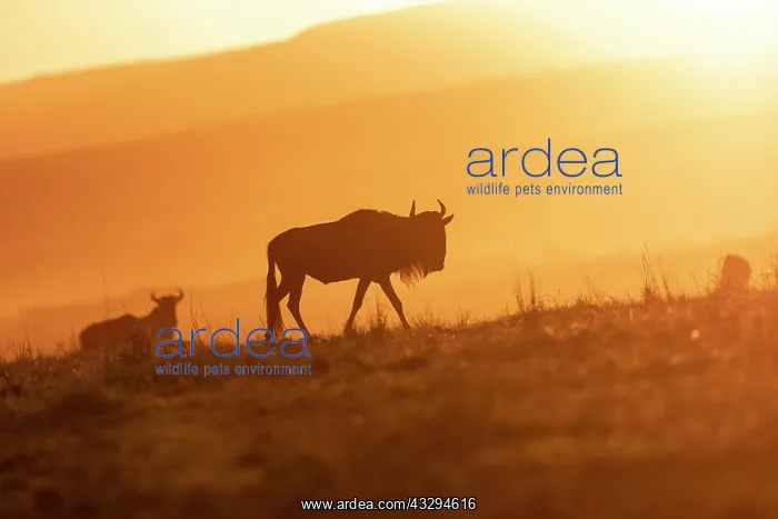 : Afrique, Afrique de l'Est, Kenya, Reserve nationale du Masai : Afrique, Afrique de l'Est, Kenya, Reserve nationale du Masai