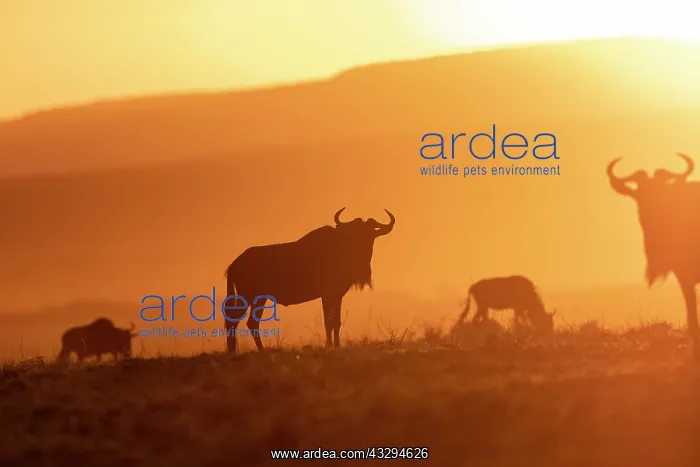 : Afrique, Afrique de l'Est, Kenya, Reserve nationale du Masai : Afrique, Afrique de l'Est, Kenya, Reserve nationale du Masai