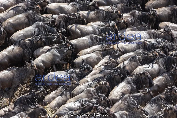 : Afrique, Afrique de l'Est, Kenya, Reserve nationale du Masai : Afrique, Afrique de l'Est, Kenya, Reserve nationale du Masai