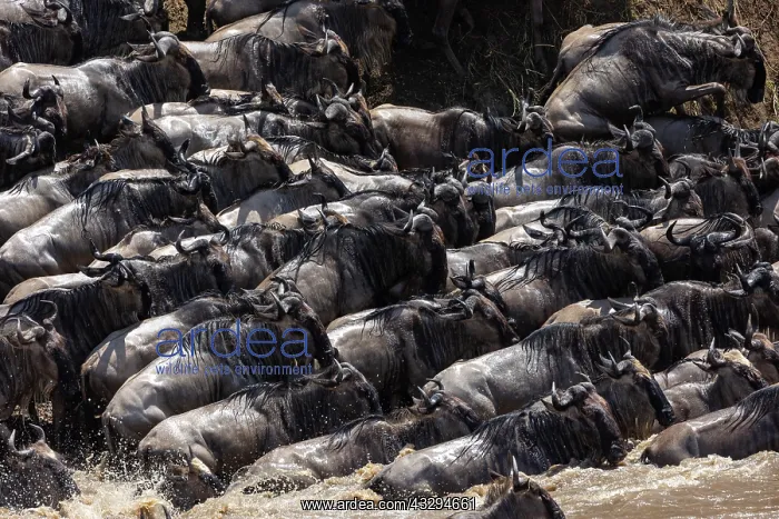 : Afrique, Afrique de l'Est, Kenya, Reserve nationale du Masai : Afrique, Afrique de l'Est, Kenya, Reserve nationale du Masai