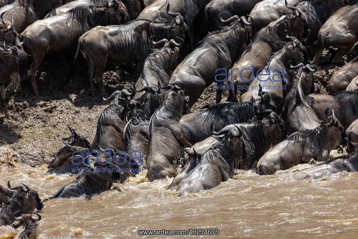 : Afrique, Afrique de l'Est, Kenya, Reserve nationale du Masai : Afrique, Afrique de l'Est, Kenya, Reserve nationale du Masai