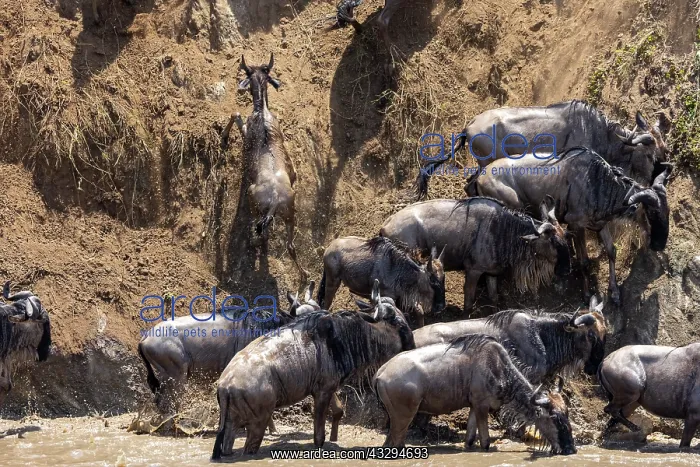 : Afrique, Afrique de l'Est, Kenya, Reserve nationale du Masai : Afrique, Afrique de l'Est, Kenya, Reserve nationale du Masai