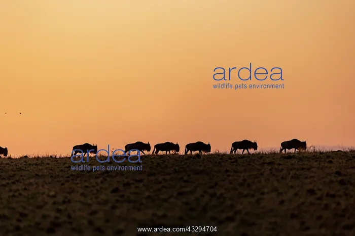 : Afrique, Afrique de l'Est, Kenya, Reserve nationale du Masai : Afrique, Afrique de l'Est, Kenya, Reserve nationale du Masai
