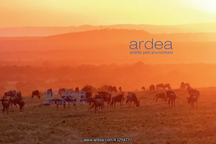 : Afrique, Afrique de l'Est, Kenya, Reserve nationale du Masai : Afrique, Afrique de l'Est, Kenya, Reserve nationale du Masai