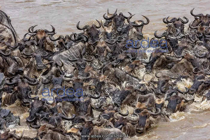 : Afrique, Afrique de l'Est, Kenya, Reserve nationale du Masai : Afrique, Afrique de l'Est, Kenya, Reserve nationale du Masai