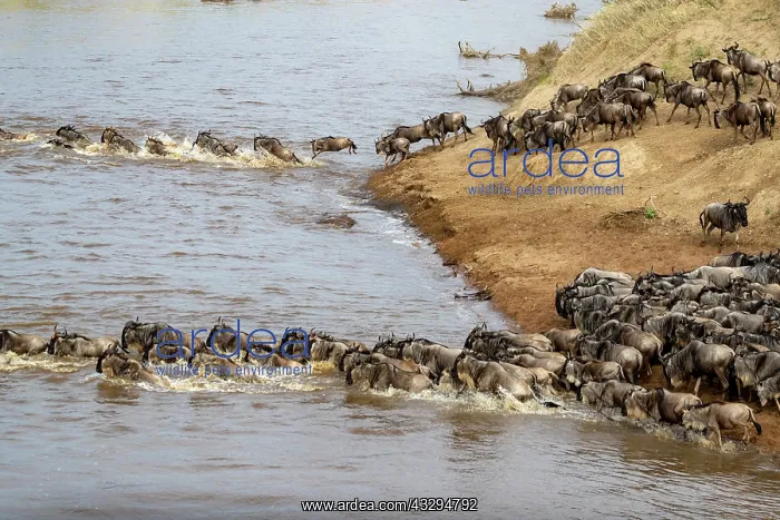 : Afrique, Afrique de l'Est, Kenya, Reserve nationale du Masai : Afrique, Afrique de l'Est, Kenya, Reserve nationale du Masai