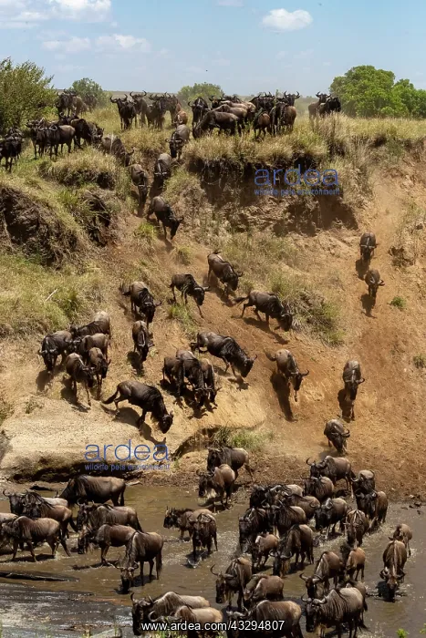 : Afrique, Afrique de l'Est, Kenya, Reserve nationale du Masai : Afrique, Afrique de l'Est, Kenya, Reserve nationale du Masai