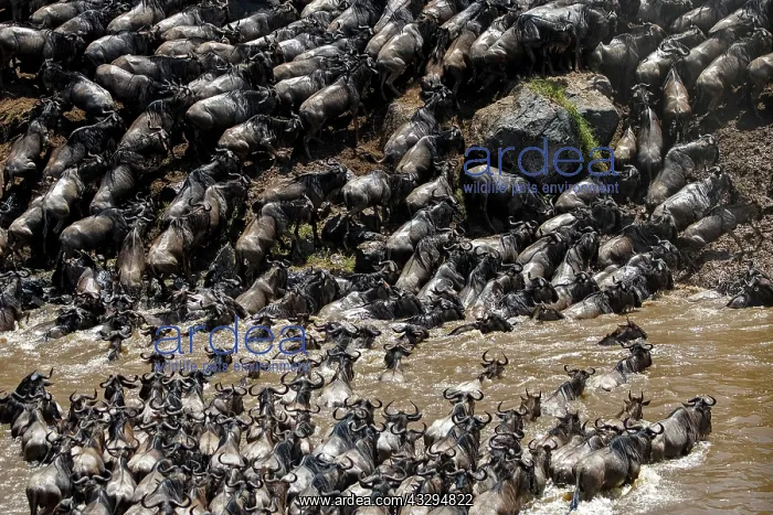 : Afrique, Afrique de l'Est, Kenya, Reserve nationale du Masai : Afrique, Afrique de l'Est, Kenya, Reserve nationale du Masai