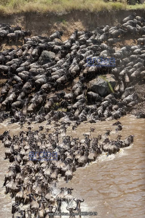 : Afrique, Afrique de l'Est, Kenya, Reserve nationale du Masai : Afrique, Afrique de l'Est, Kenya, Reserve nationale du Masai