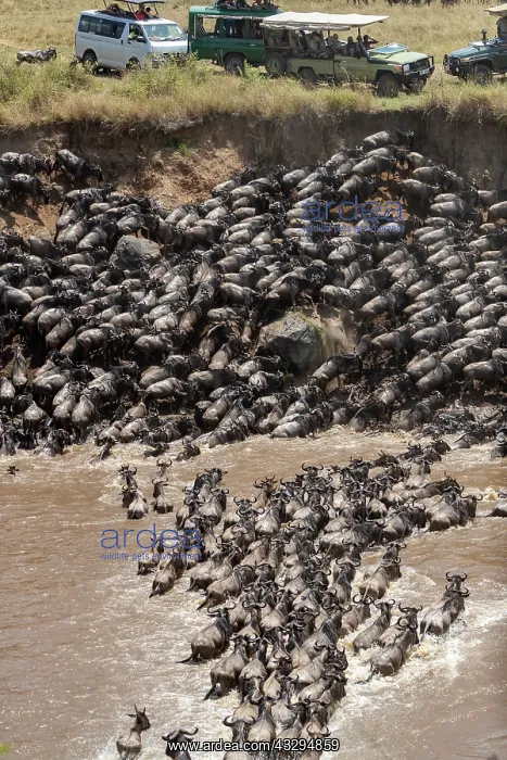  : Afrique, Afrique de l'Est, Kenya, Reserve nationale du Masai