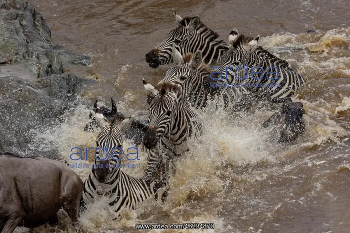  : Afrique, Afrique de l'Est, Kenya, Reserve nationale du Masai
