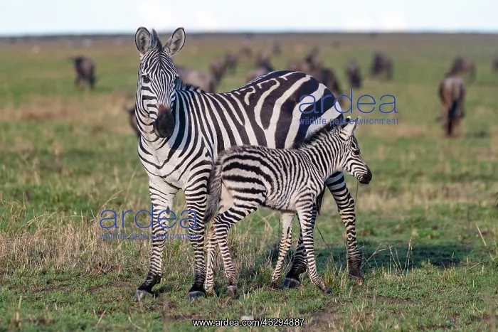 : Afrique, Afrique de l'Est, Kenya, Reserve nationale du Masai : Afrique, Afrique de l'Est, Kenya, Reserve nationale du Masai