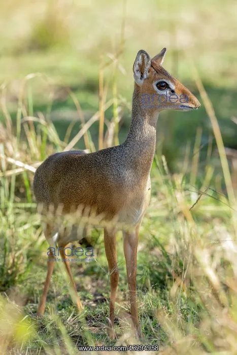 : Afrique, Afrique de l'Est, Kenya, Reserve nationale du Masai : Afrique, Afrique de l'Est, Kenya, Reserve nationale du Masai
