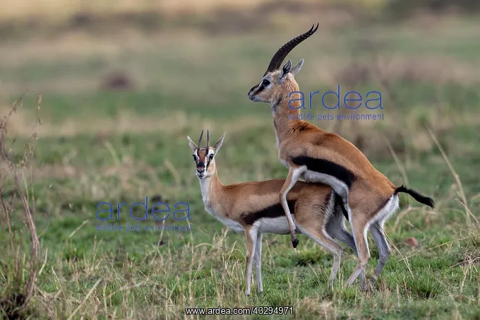 : Afrique, Afrique de l'Est, Kenya, Reserve nationale du Masai : Afrique, Afrique de l'Est, Kenya, Reserve nationale du Masai